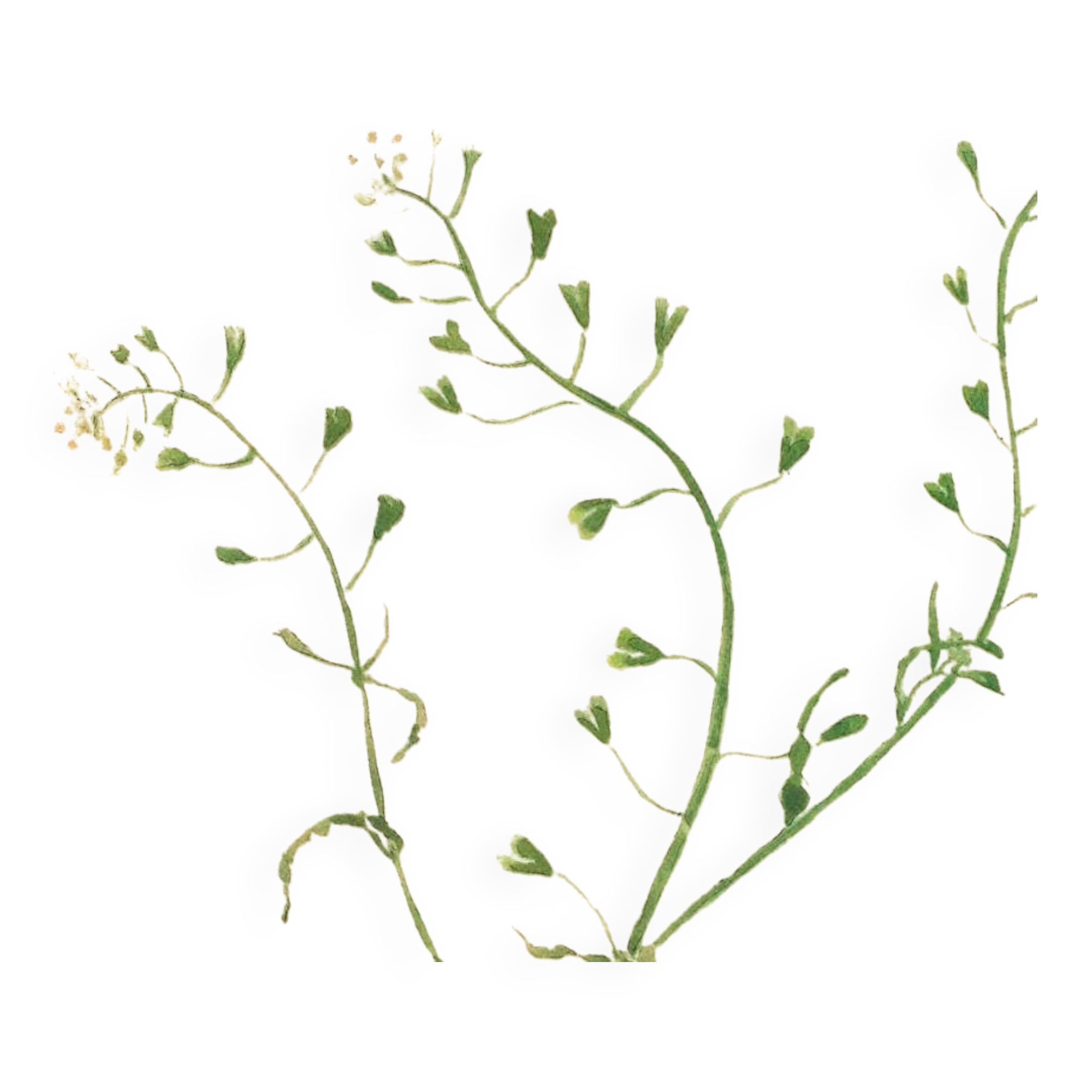 Antique illustration from 1948. Meadow flower by Strache. Shepherd's purse