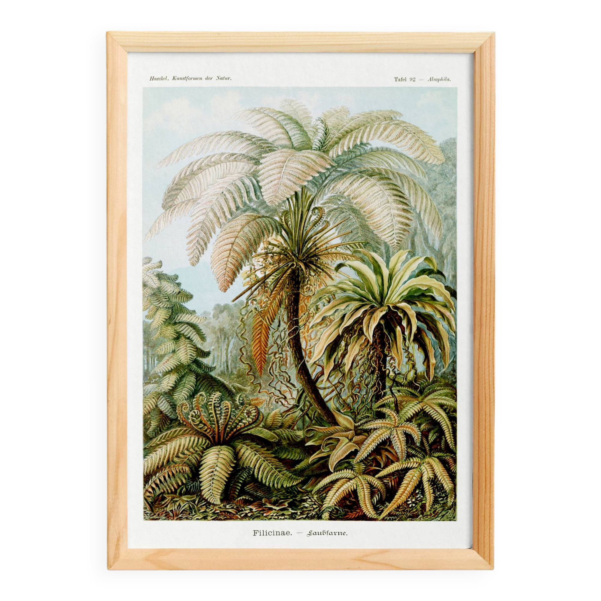 Poster about “tropical ferns”, based on an old lithograph