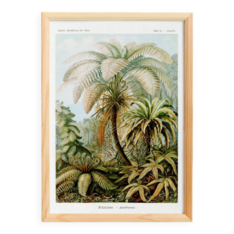 Poster about “tropical ferns”, based on an old lithograph