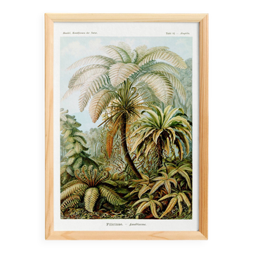 Poster on "tropical ferns", based on an old lithograph.