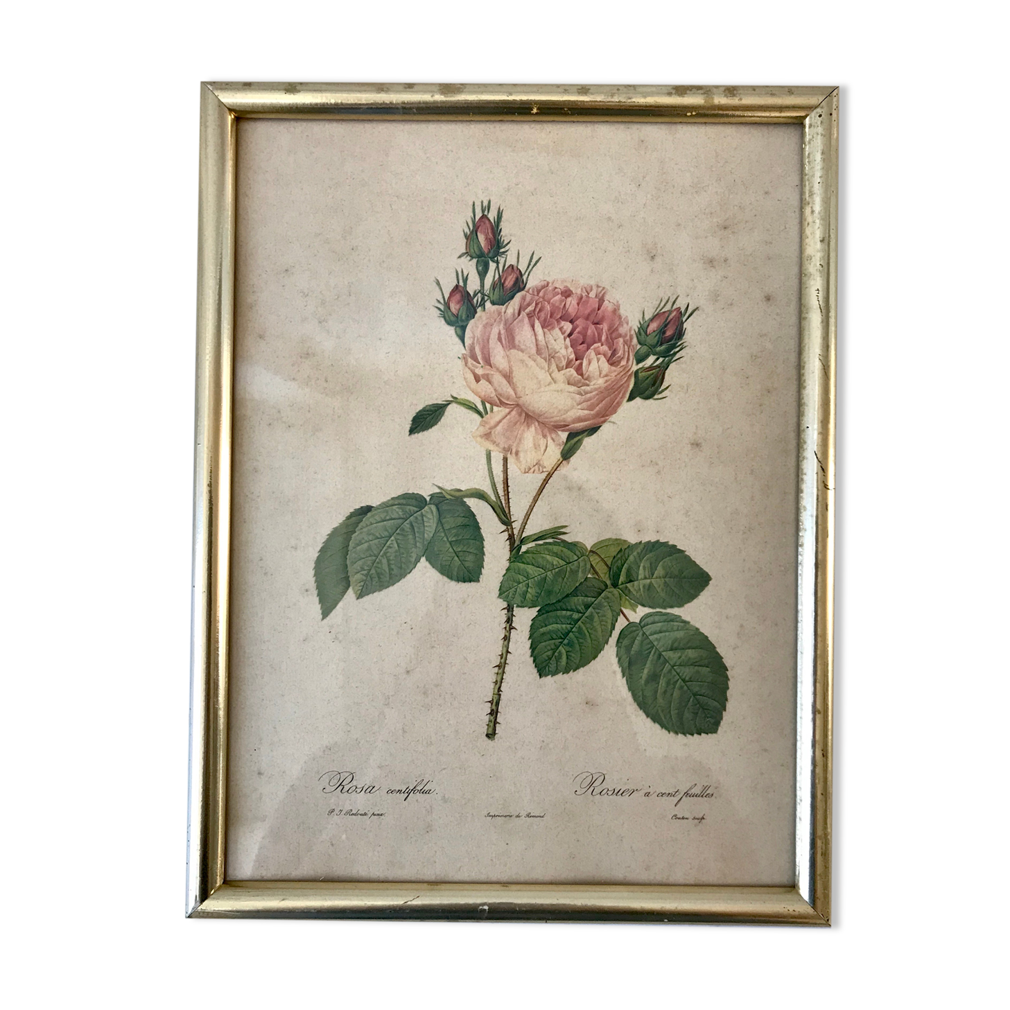 Lithograph antique engraving "Rosa" by J.P. Redouté