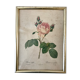 Lithograph antique engraving "Rosa" by J.P. Redouté