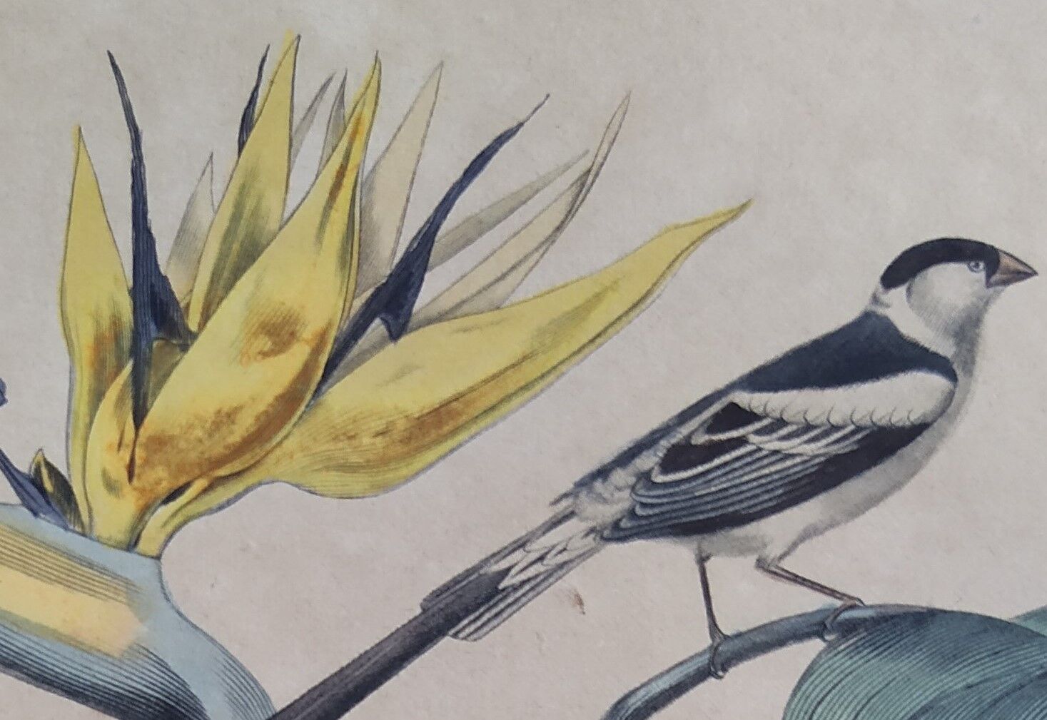 Ornithological board "Veuve to 4 Brins. Dominican - Chardonnert - Tarin" Buffon 1840