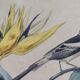 Ornithological board "Veuve to 4 Brins. Dominican - Chardonnert - Tarin" Buffon 1840
