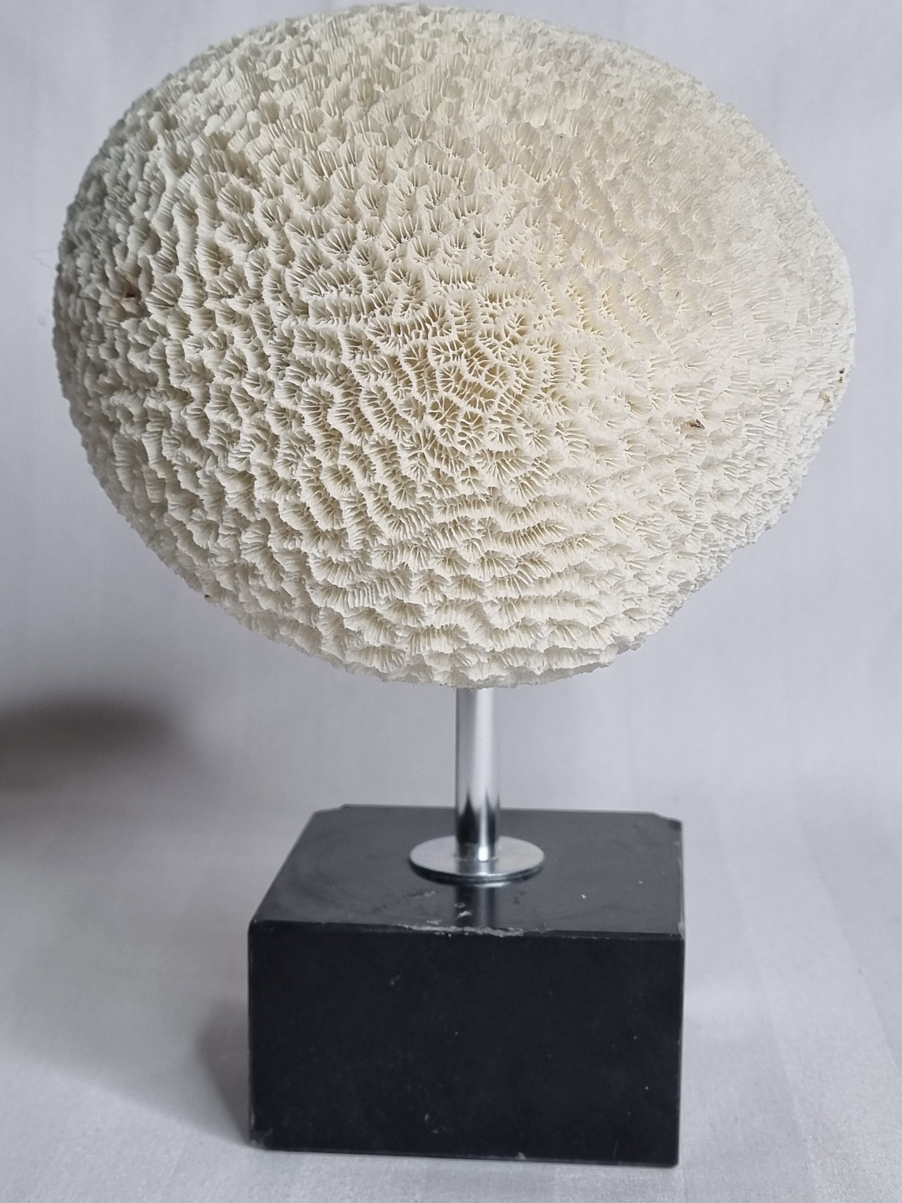 Ancient coral "brain" Diploria labyrinthiformis on base, 19 cm