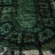 Geometric Swedish Rya Wool Rug In Green Tones 80x150cm