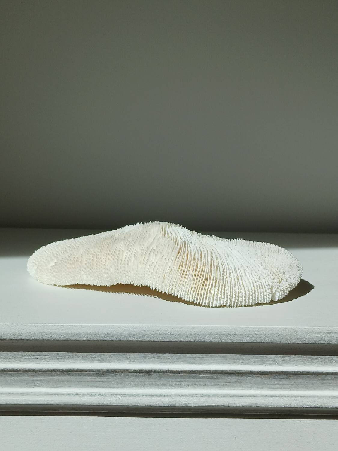 White Coral Fungia 24 cm