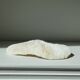 Corail blanc Fungia 24 cm