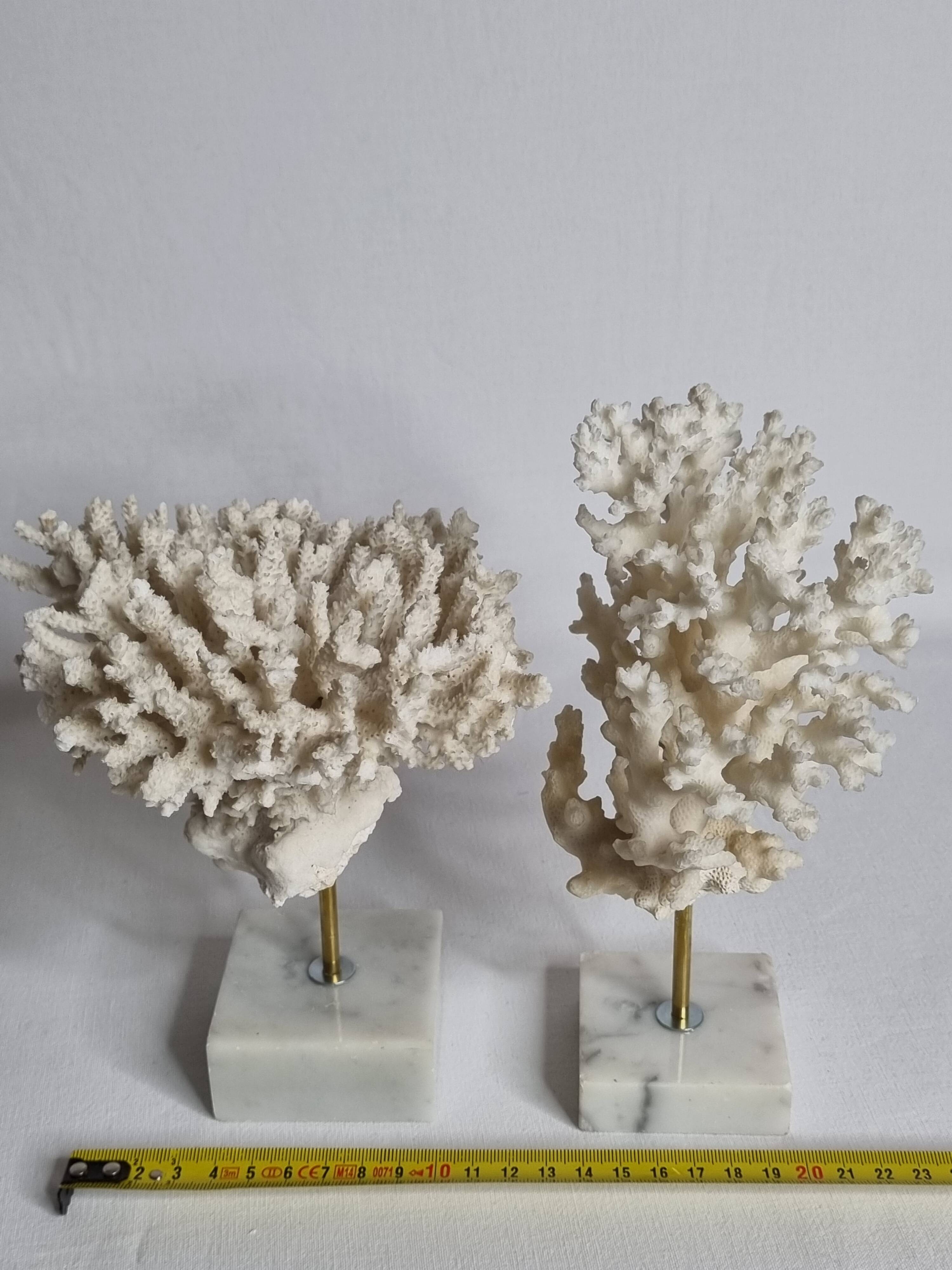 Set of four old white corals on marble base, 20 cm