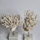 Set of four old white corals on marble base, 20 cm