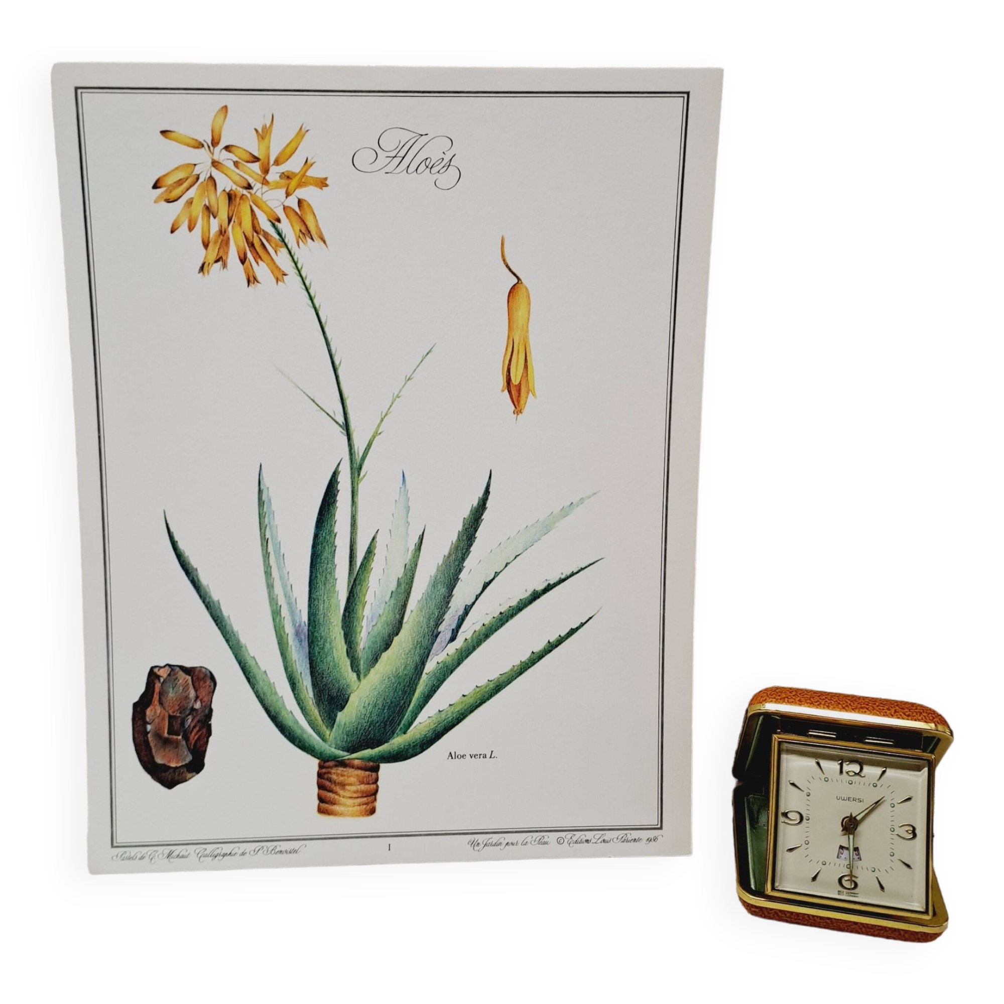 Planche botanique  Aloes