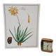 Planche botanique  Aloes