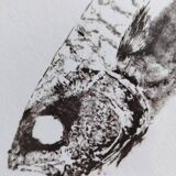 Framed Art Print, "Gyotaku of a Mackerel"