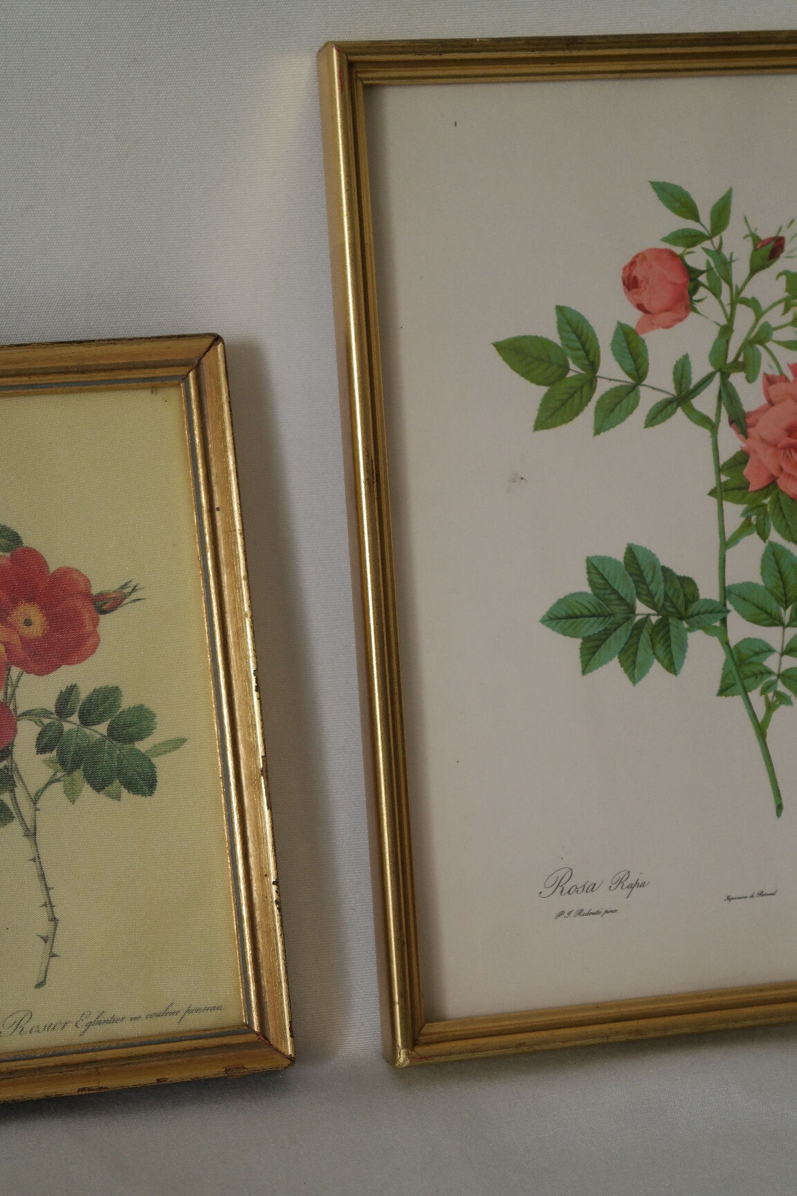 lithographies de botanique roses vintage