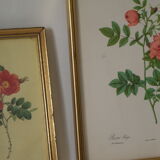 vintage pink botany lithographies