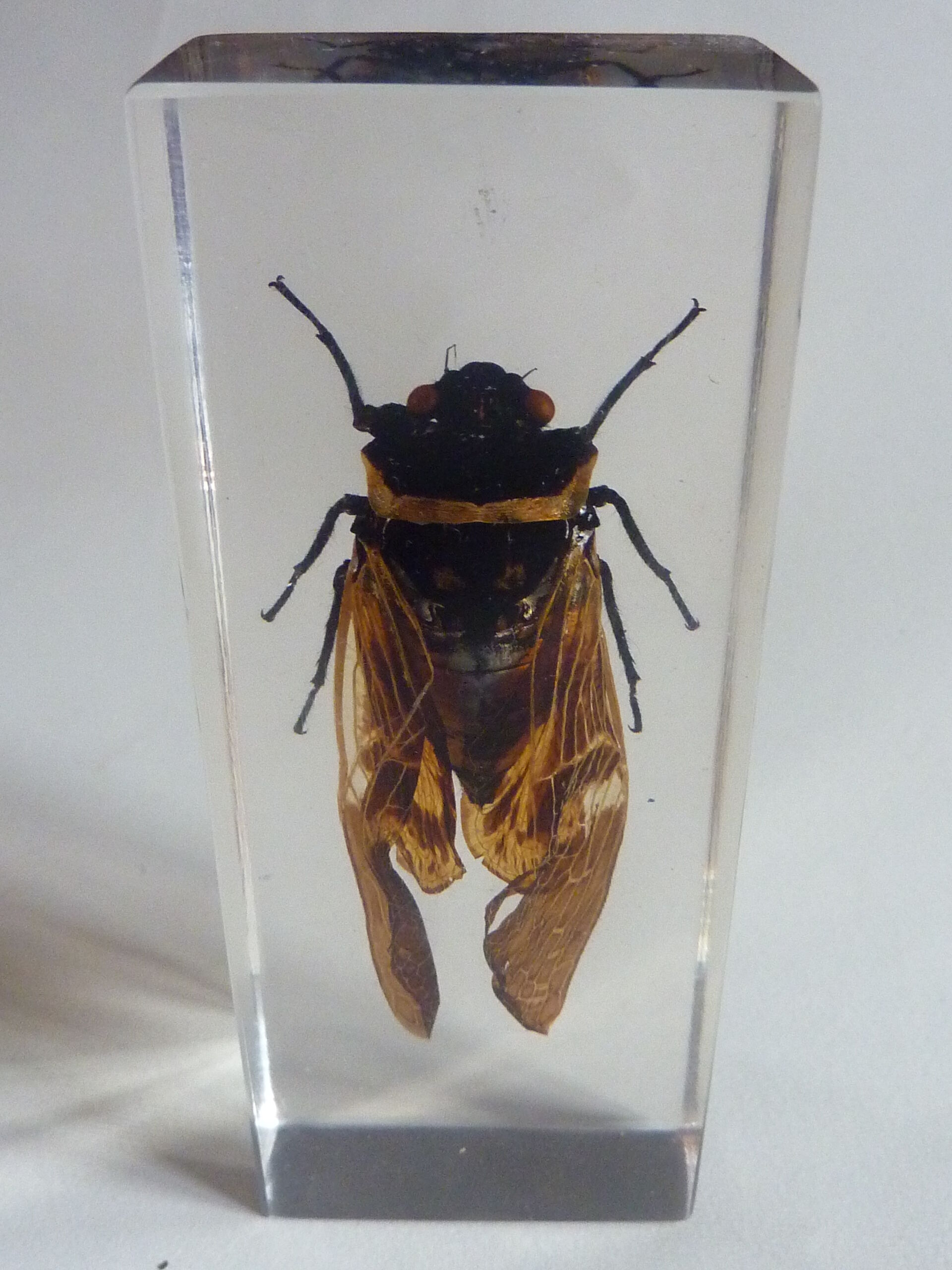 Inclusion  insectes, cabinet de curiosité