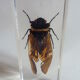 Inclusion  insectes, cabinet de curiosité