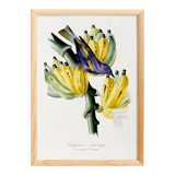 Poster featuring a tanagara tree and a bunch of bananas, based on an engraving