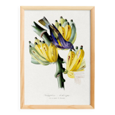 Poster featuring a tanagara tree and a bunch of bananas, based on an engraving
