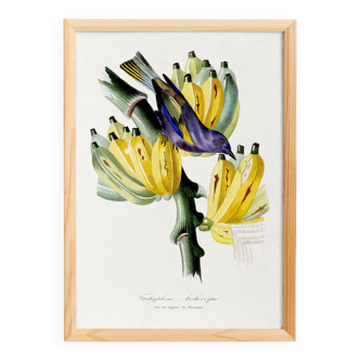 Poster featuring a tanagara tree and a bunch of bananas, based on an engraving