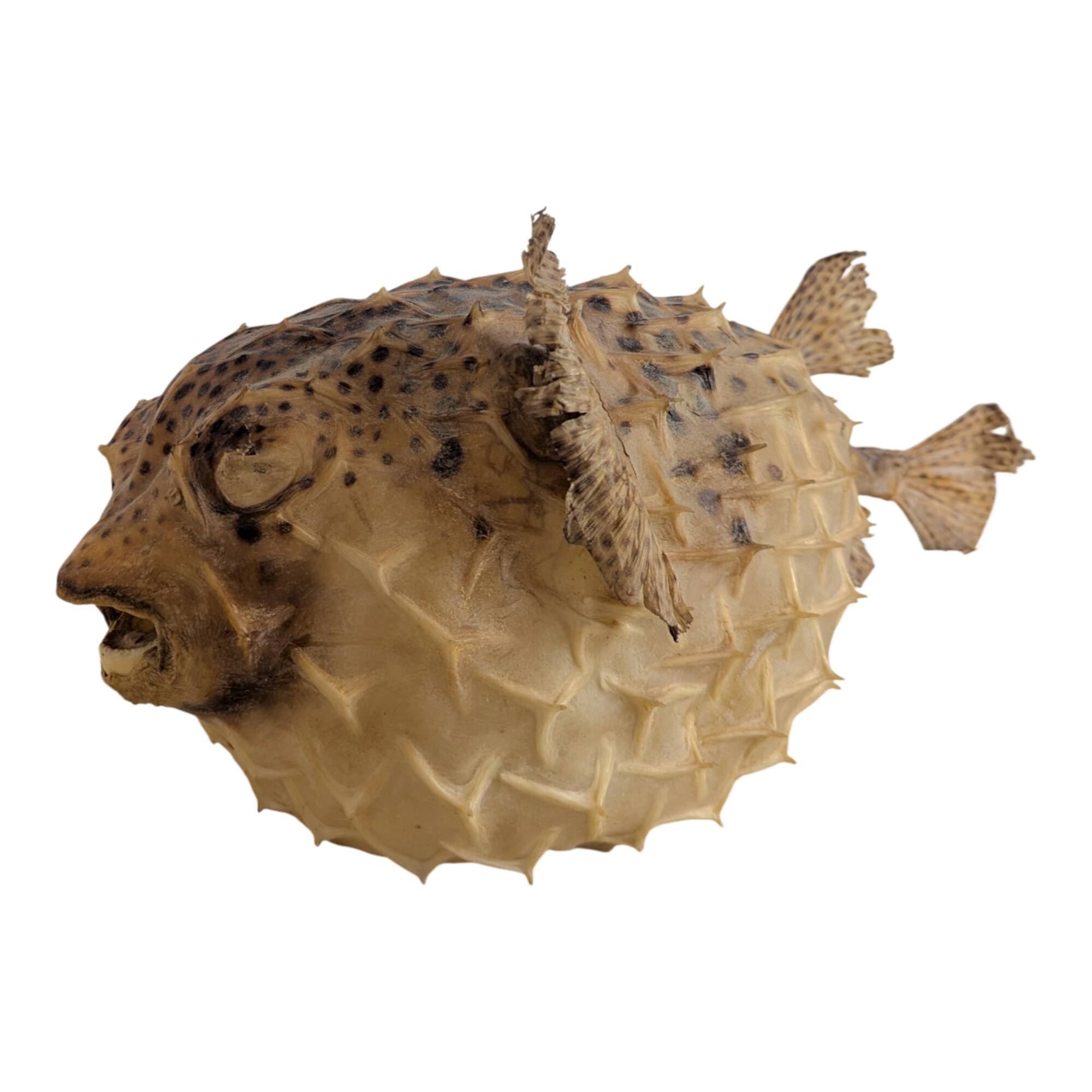 Diodon or taxidermied pufferfish