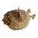 Diodon or taxidermied pufferfish