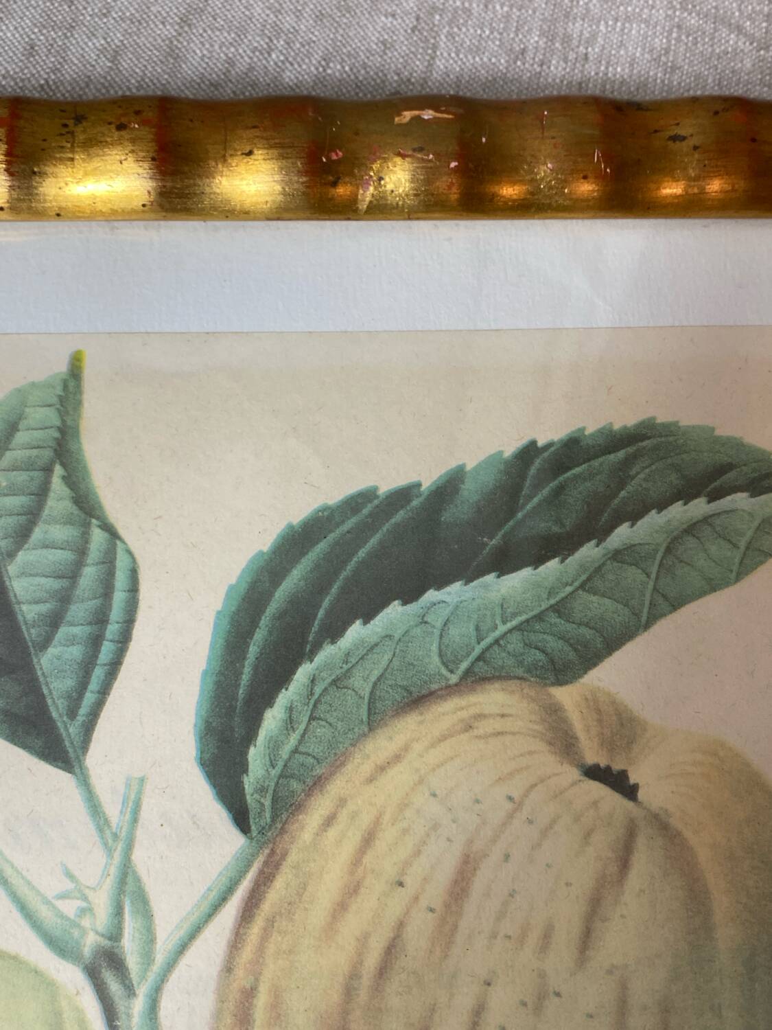 Botanical poster, Langlois print, Royal apple of England