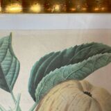 Botanical poster, Langlois print, Royal apple of England