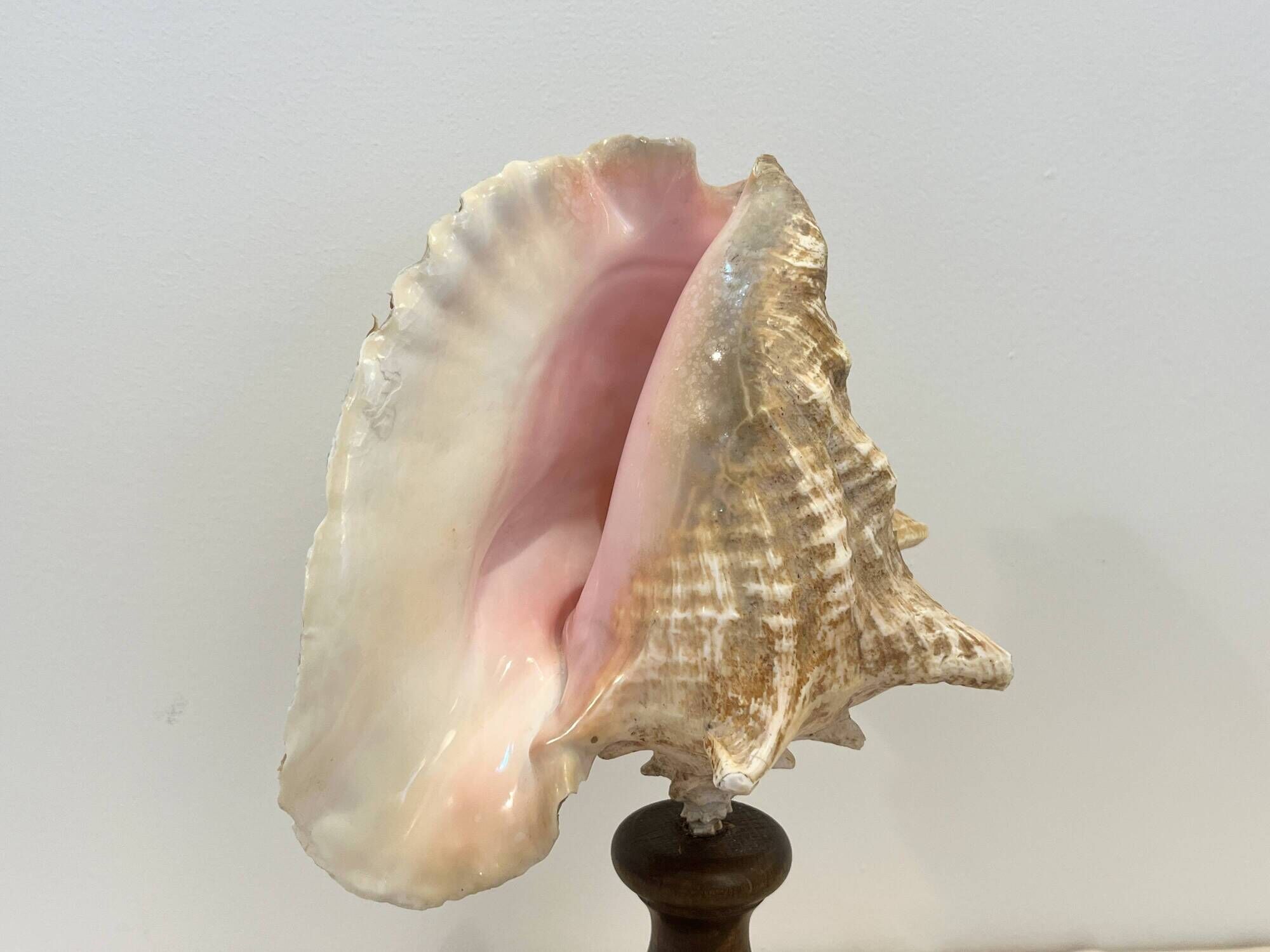 XXL Antique large conch shell on wooden base cabinet of curiosities