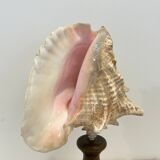 XXL Antique large conch shell on wooden base cabinet of curiosities