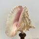 XXL Antique large conch shell on wooden base cabinet of curiosities