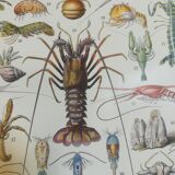 Lithograph on crustaceans from 1928