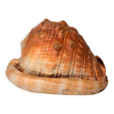 Red Helmet Shell or Bull's Mouth Helmet (Cypraecassis rufa)