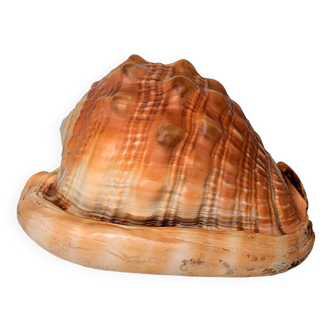 Red Helmet Shell or Bull's Mouth Helmet (Cypraecassis rufa)