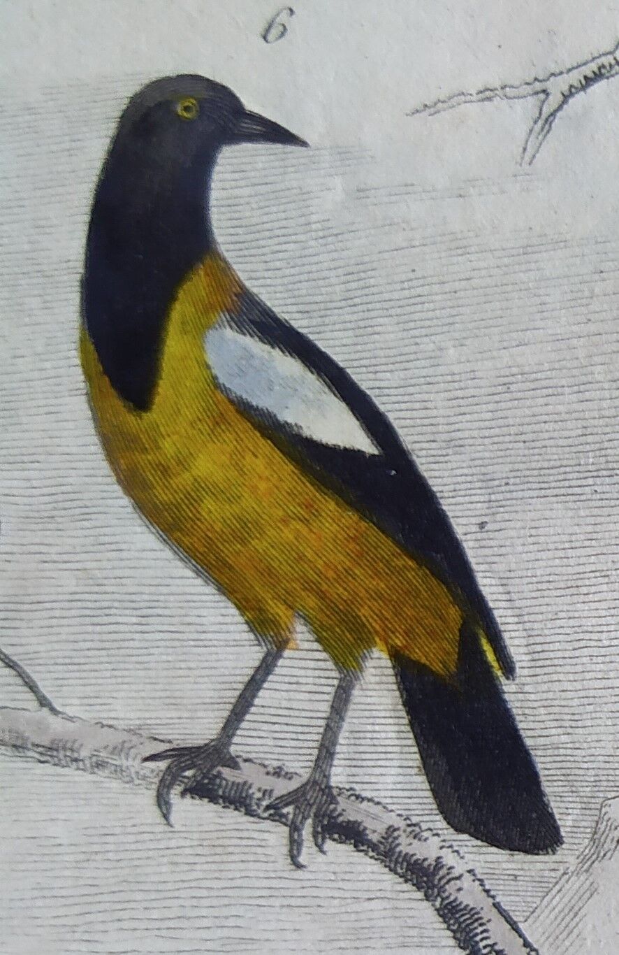 Planche Ornithologique originale " Pique bœuf - Etourneau vulgaire - &c... " Buffon 1836