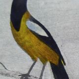 Original Ornithological plate " Pique boeuf - Etourneau vulgaire - &c... " Buffon (1836)