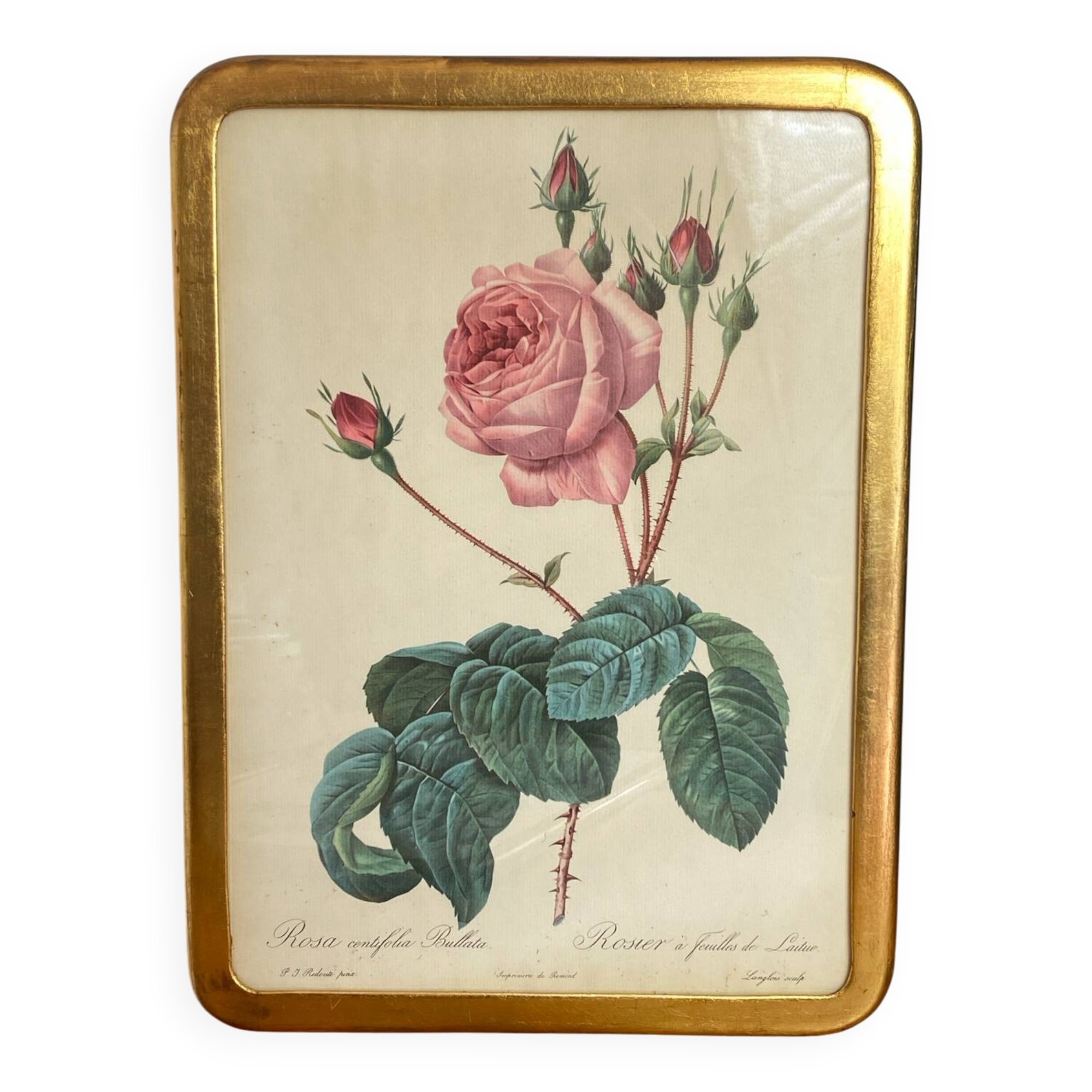 Botanical poster, Rosa Centifolia, after PJ Redouté