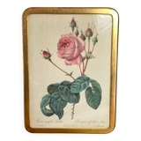 Botanical poster, Rosa Centifolia, after PJ Redouté