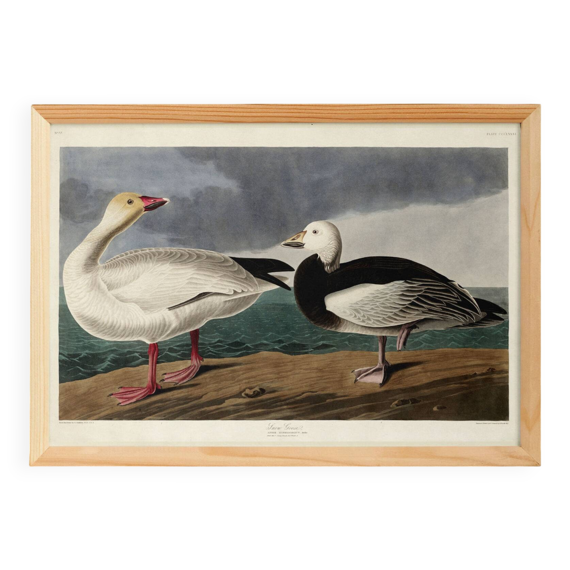 Poster about the Snow Goose, based on an old engraving from 1827.