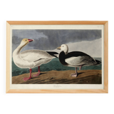 Poster about the Snow Goose, based on an old engraving from 1827.