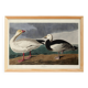 Poster about the Snow Goose, based on an old engraving from 1827.
