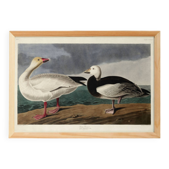 Poster about the Snow Goose, based on an old engraving from 1827.