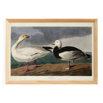 Poster about the Snow Goose, based on an old engraving from 1827.