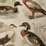 Illustrated plate on ducks – 1890