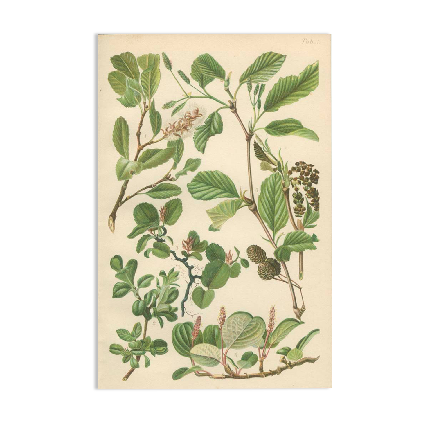 Botanical Board: Mountain Willow, Blunt-leaved Willow, Dwarf Snow Willow
