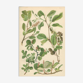 Botanical Board: Mountain Willow, Blunt-leaved Willow, Dwarf Snow Willow