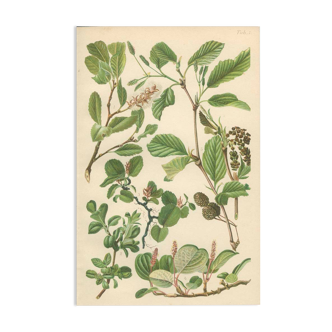 Botanical Board: Mountain Willow, Blunt-leaved Willow, Dwarf Snow Willow