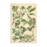 Botanical Board: Mountain Willow, Blunt-leaved Willow, Dwarf Snow Willow