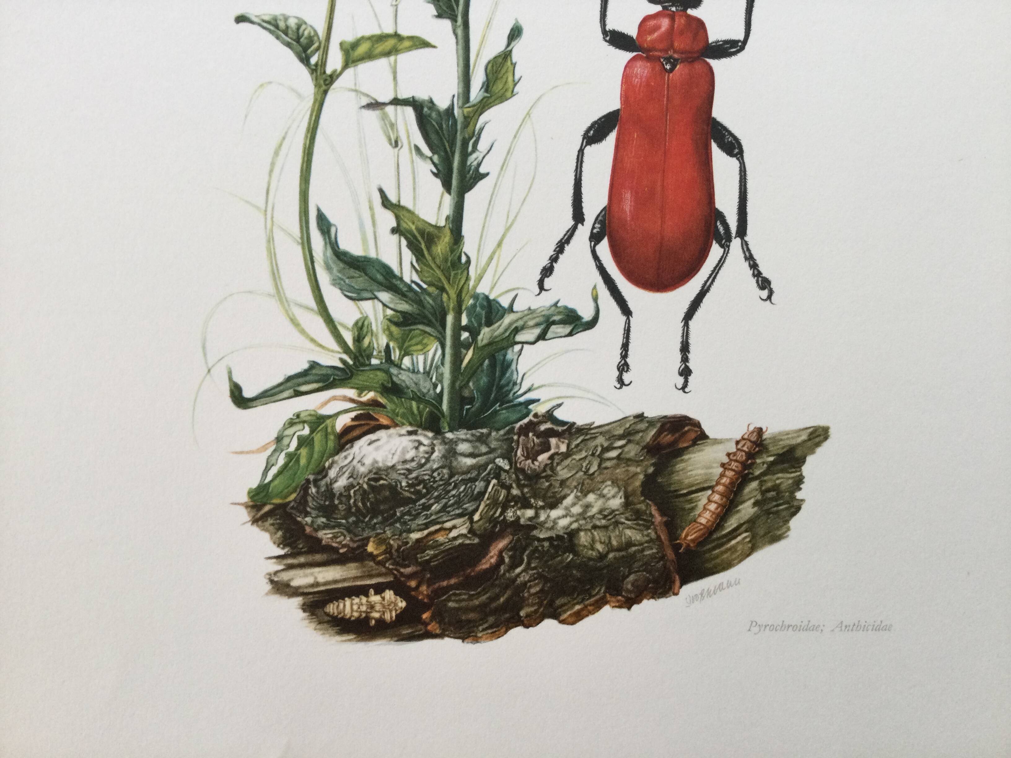 Antique Insect Illustration, Vintage Print, 1960s