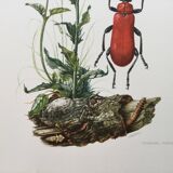 Antique Insect Illustration, Vintage Print, 1960s